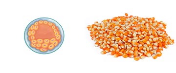 2e-week-zwanger-week-4 2e week zwanger week 4