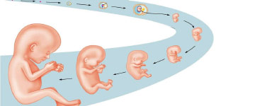 aantal-weken-zwanger