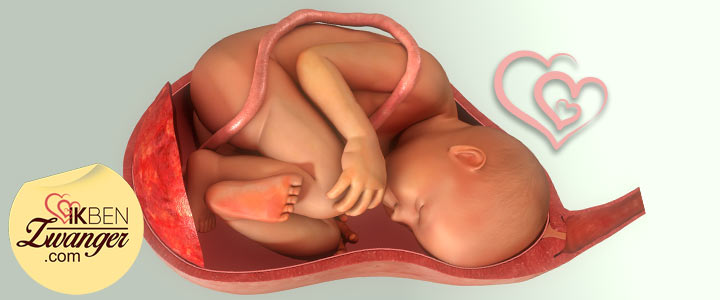 baarmoeder-40-weken Baarmoeder 40 weken