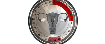 vruchtbare-periode Vruchtbare periode