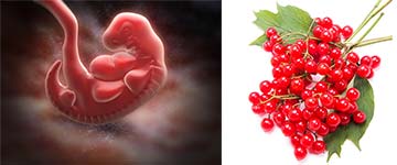 zwanger-week-5 5 weken zwanger