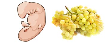 zwanger-week-6 6 weken zwannger