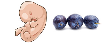 zwanger-week-7 Zwanger week 7