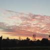 Bloem
